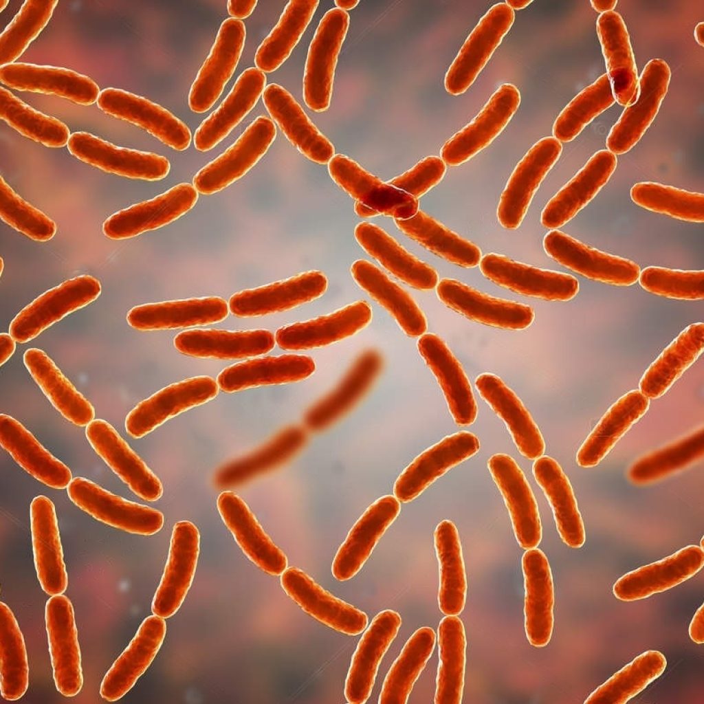 depositphotos_250539164-stock-photo-bacteria-lactobacillus-normal-flora-of-transformed