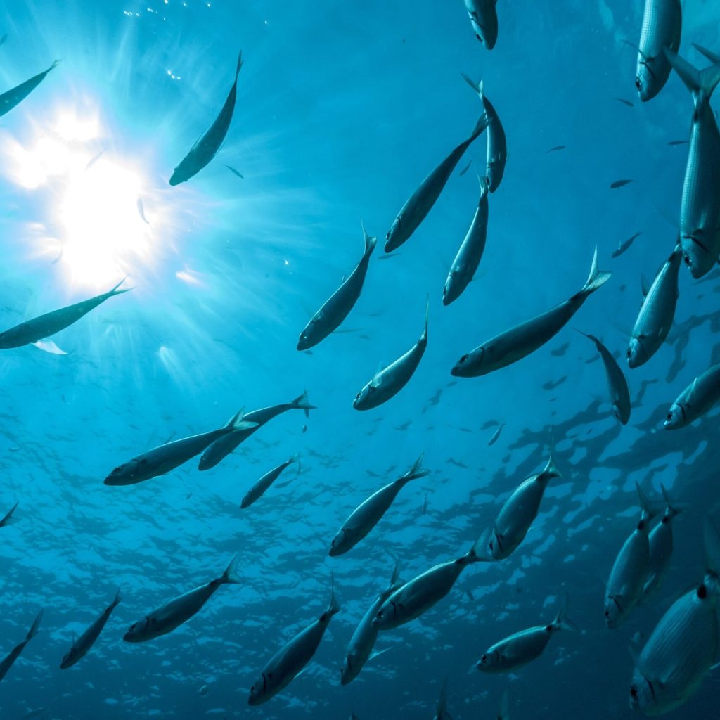 fishery-resources-min